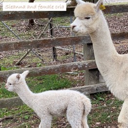 Sieanna and cria 1.jpg