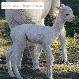 Sieanna